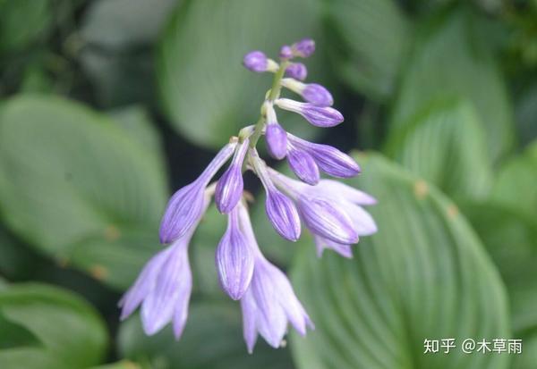 玉簪丨树荫下的一场仲夏夜之梦 知乎