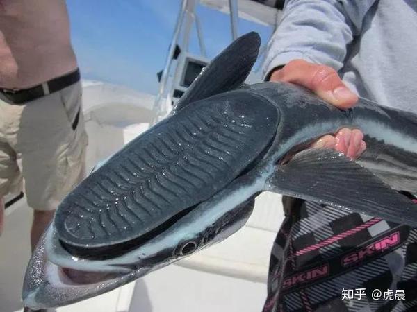 惊艳、恐怖、奇葩,你从未见过的深海“海鲜”,镜头下是如此奇幻 - 知乎
