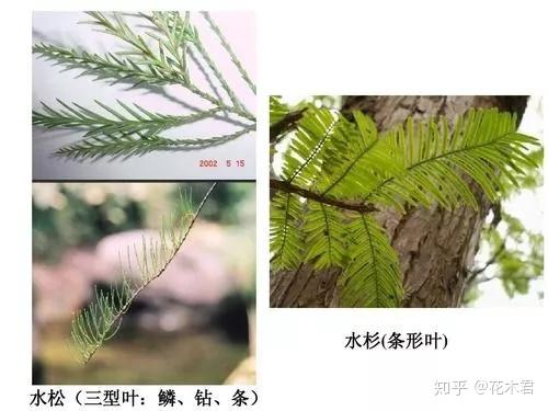 国家Ⅰ级濒危重点保护珍稀植物:水松 - 知乎