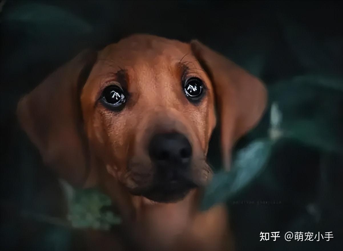 眼睛炯炯有神