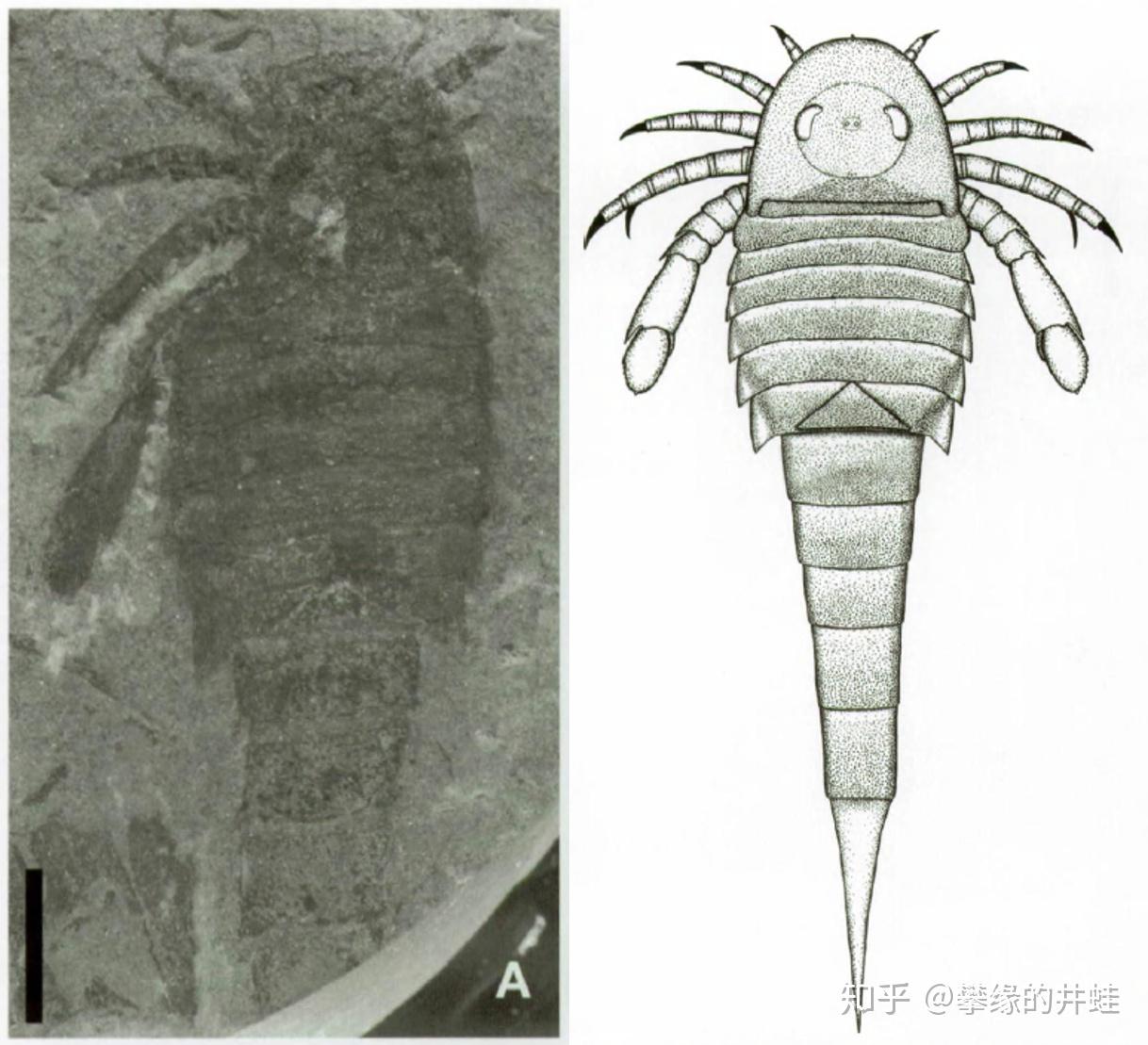 地球演义铁虿狰狞14板足鲎杂谈
