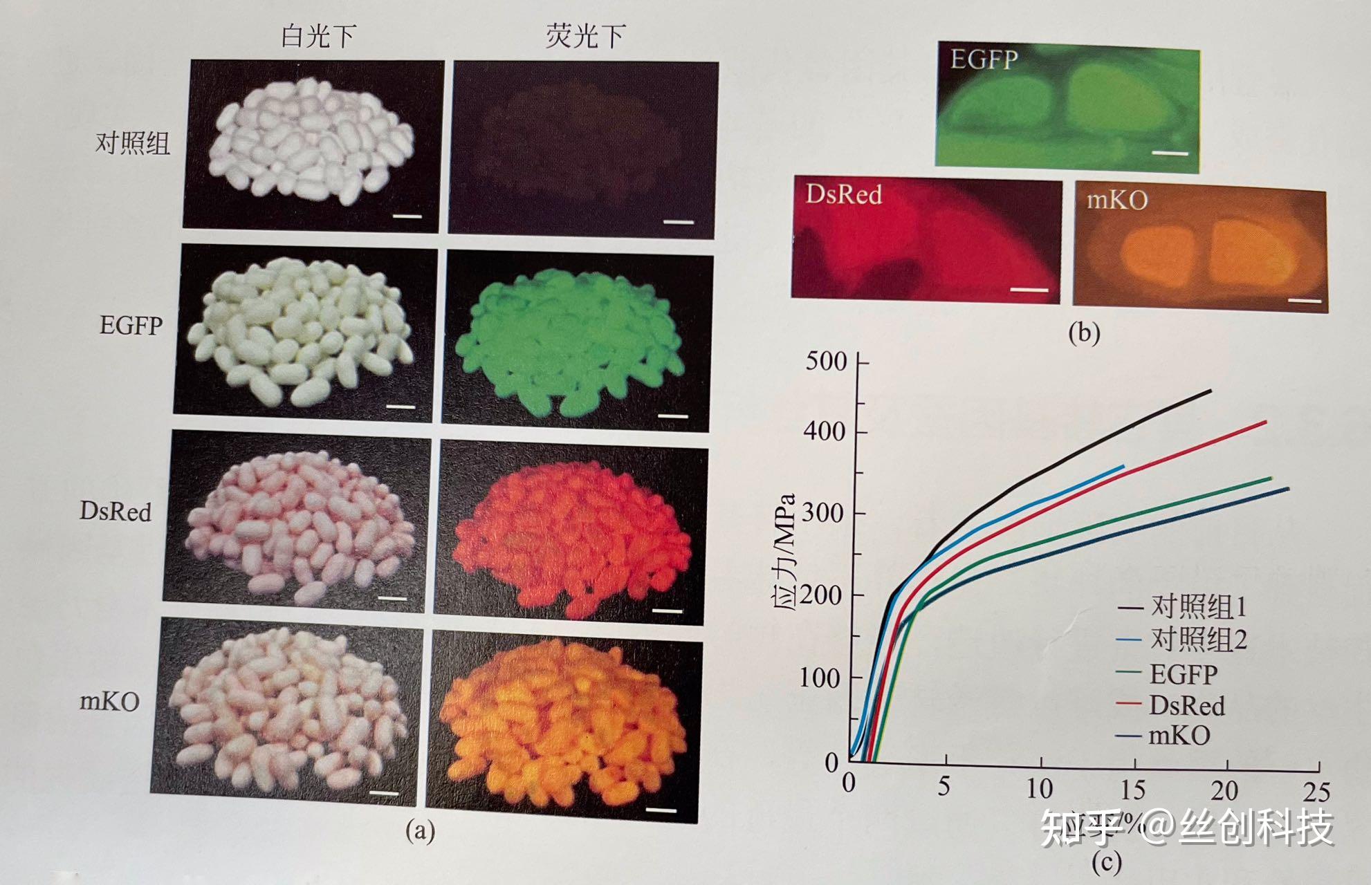 合成生物学-丝素蛋白 - 知乎