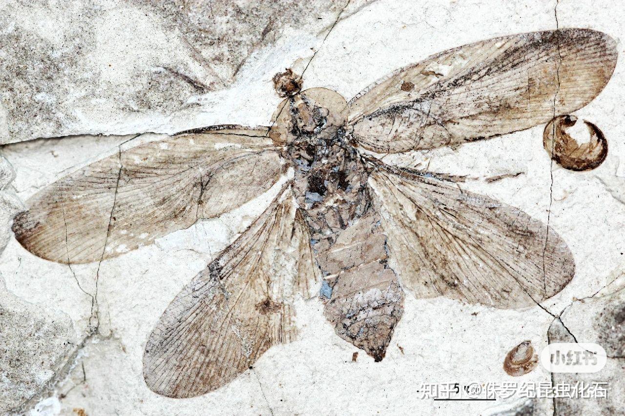 科普知识昆虫化石一之蟑螂目