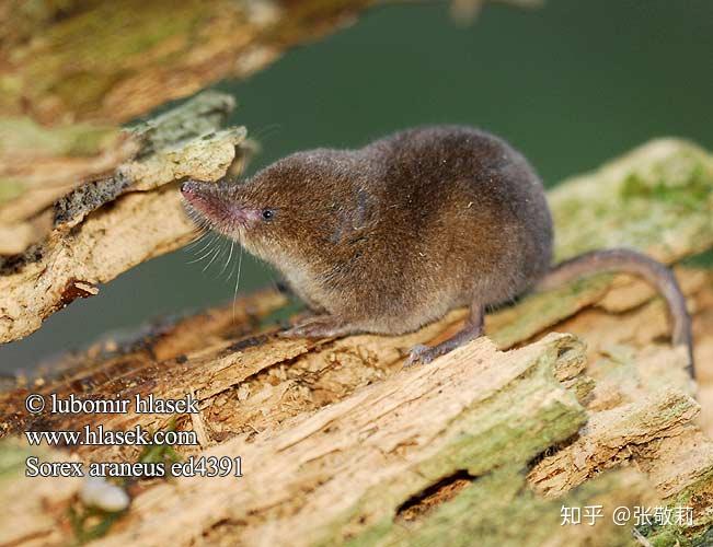 com)实验室用的大白鼠,是褐家鼠rattus norvegicus的白化品种,仔细