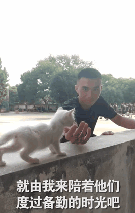 中国第一批军猫是打算萌死敌人吗