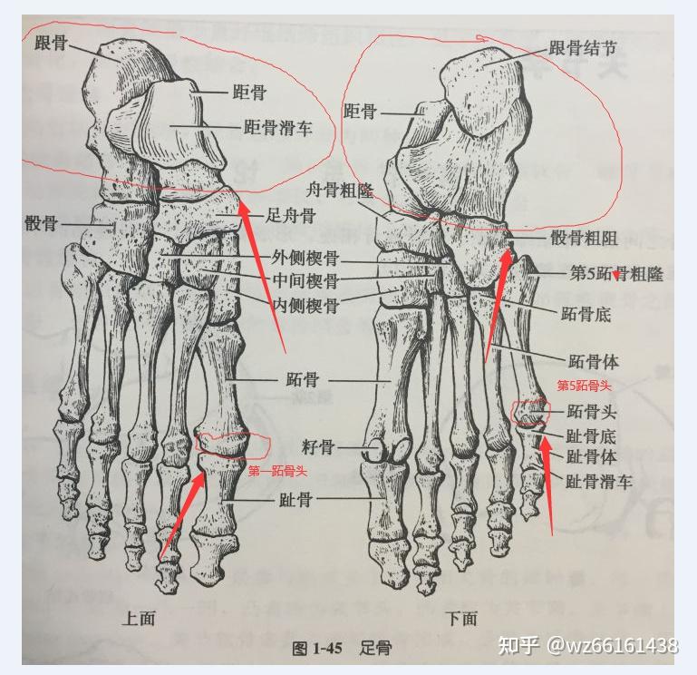 足部第一跖骨位置图图片