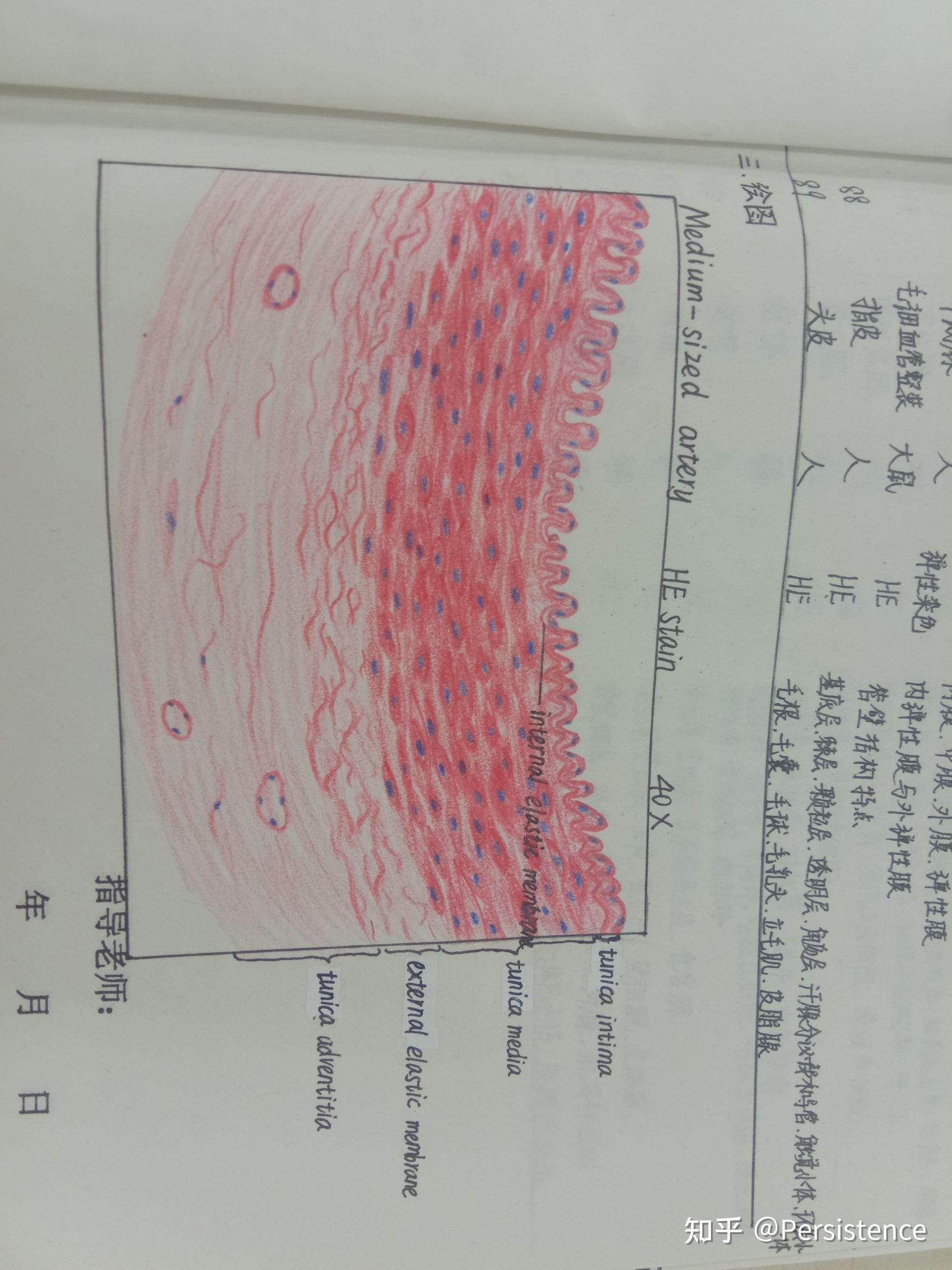 血细胞红蓝铅笔图片