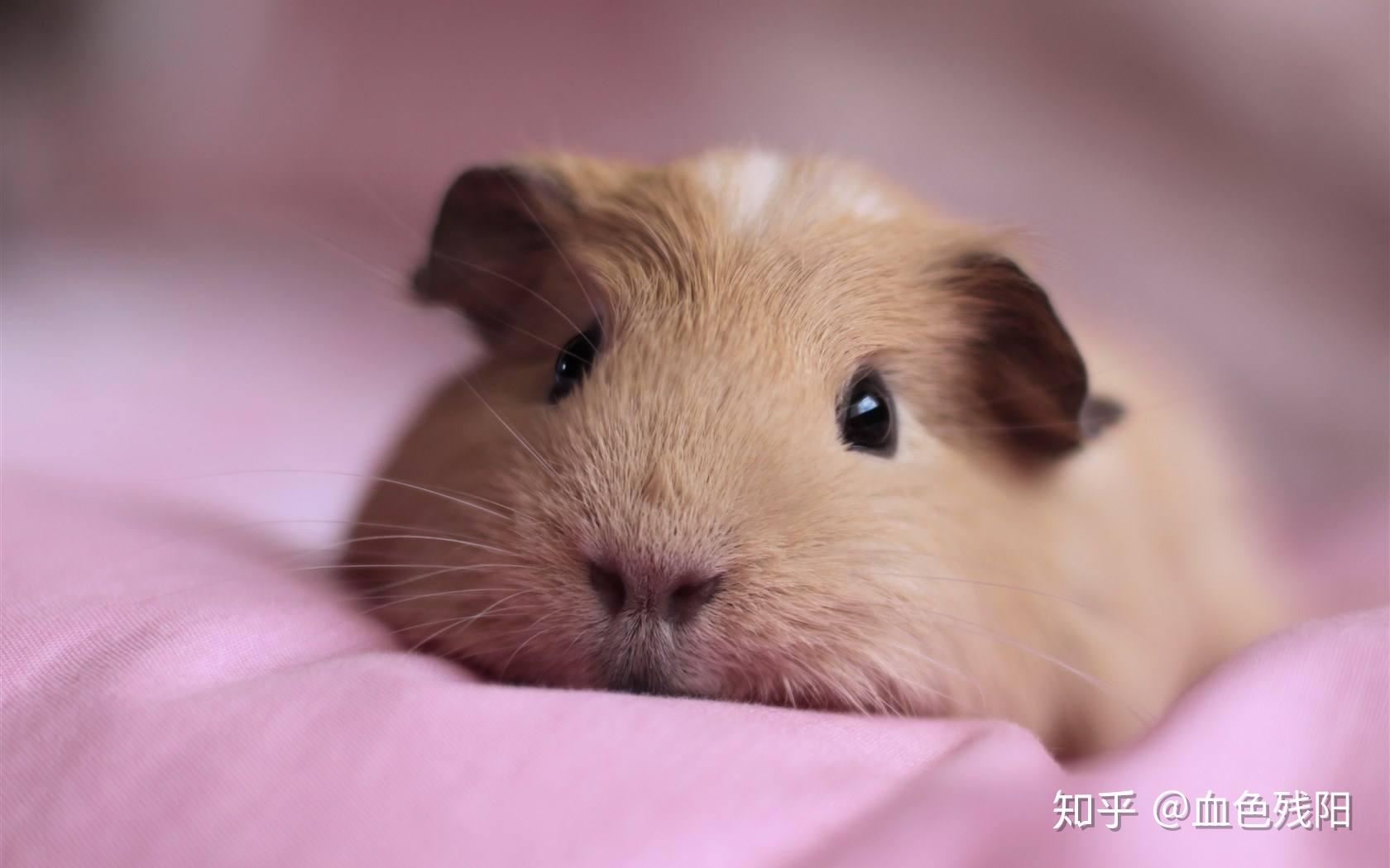 养荷兰猪好还是养仓鼠好？ - 知乎