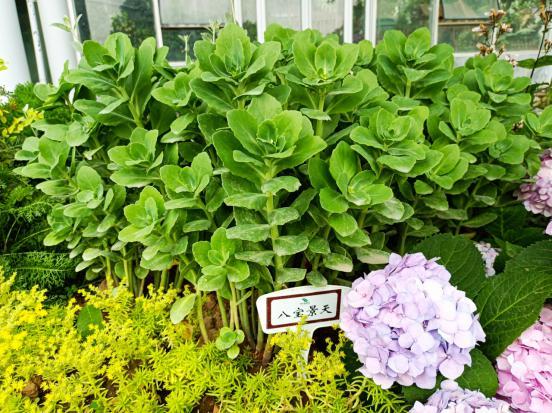 沙生植物之美(三) - 知乎