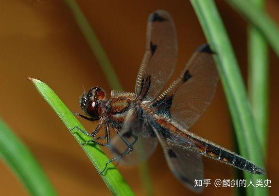 動物界全系列差翅亞目蜻蜓科上旗幟蜻蜓