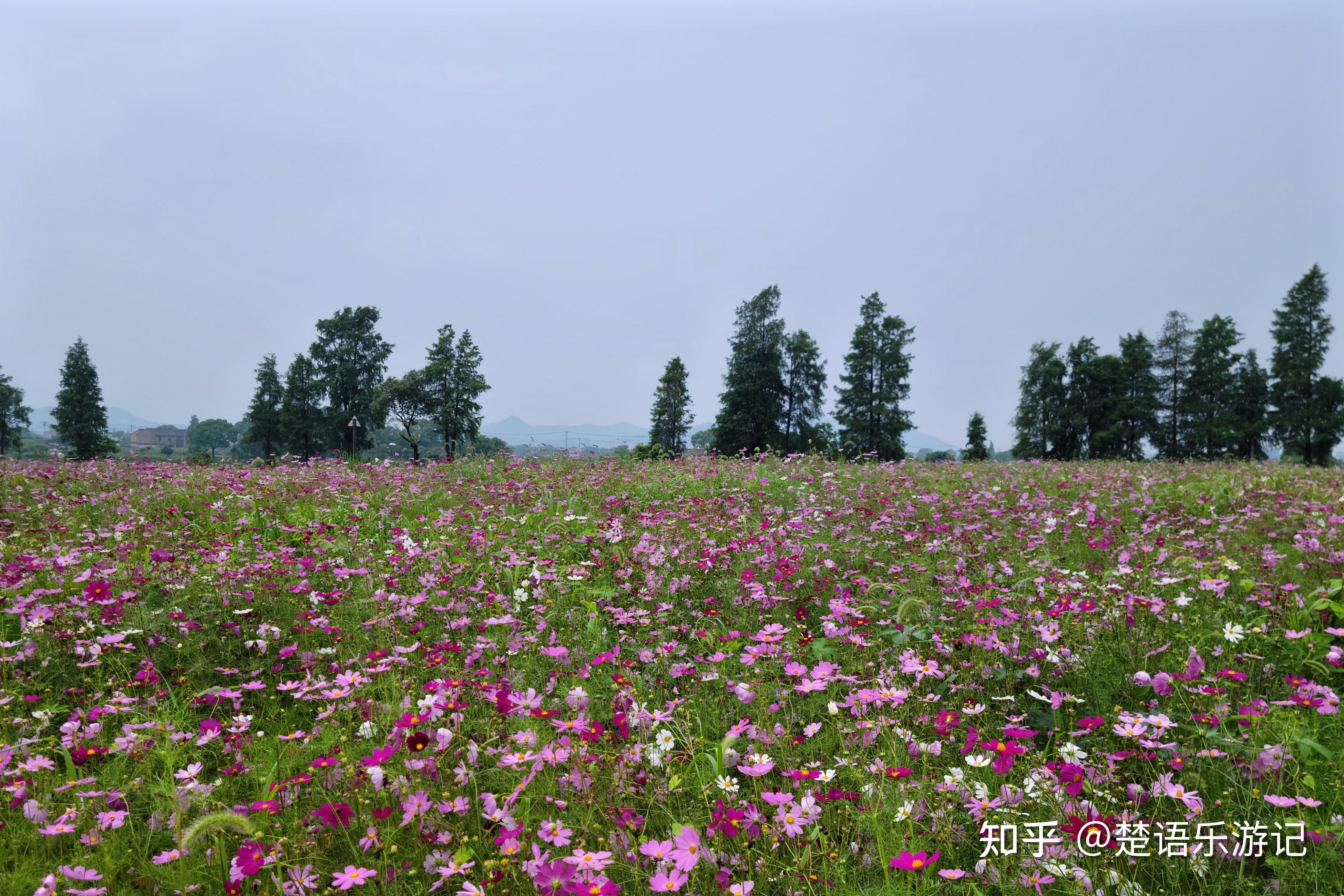 宁波东钱湖花海图片