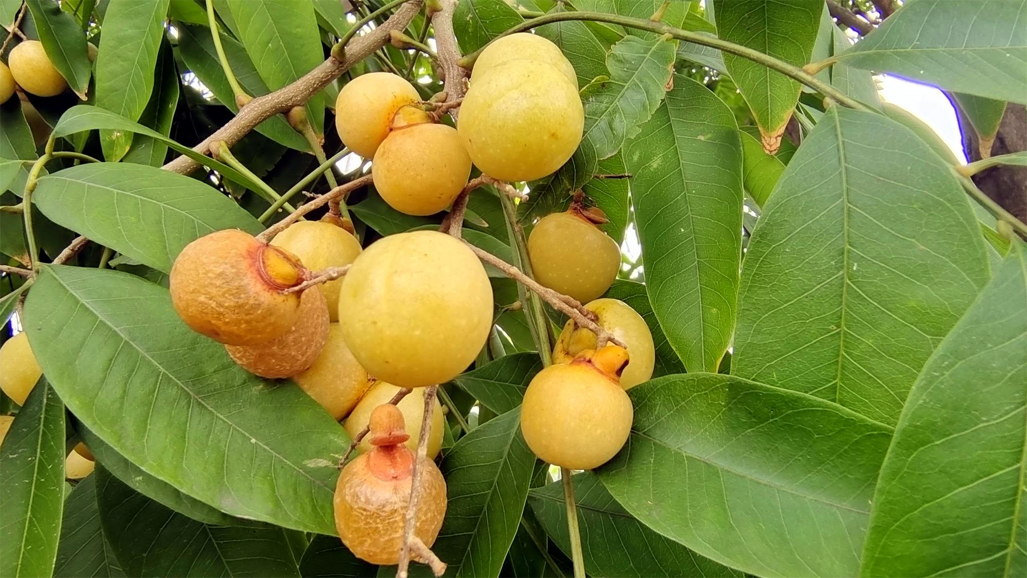 美丽吉安之秋韵:无患子果实累累秋意浓 - 知乎