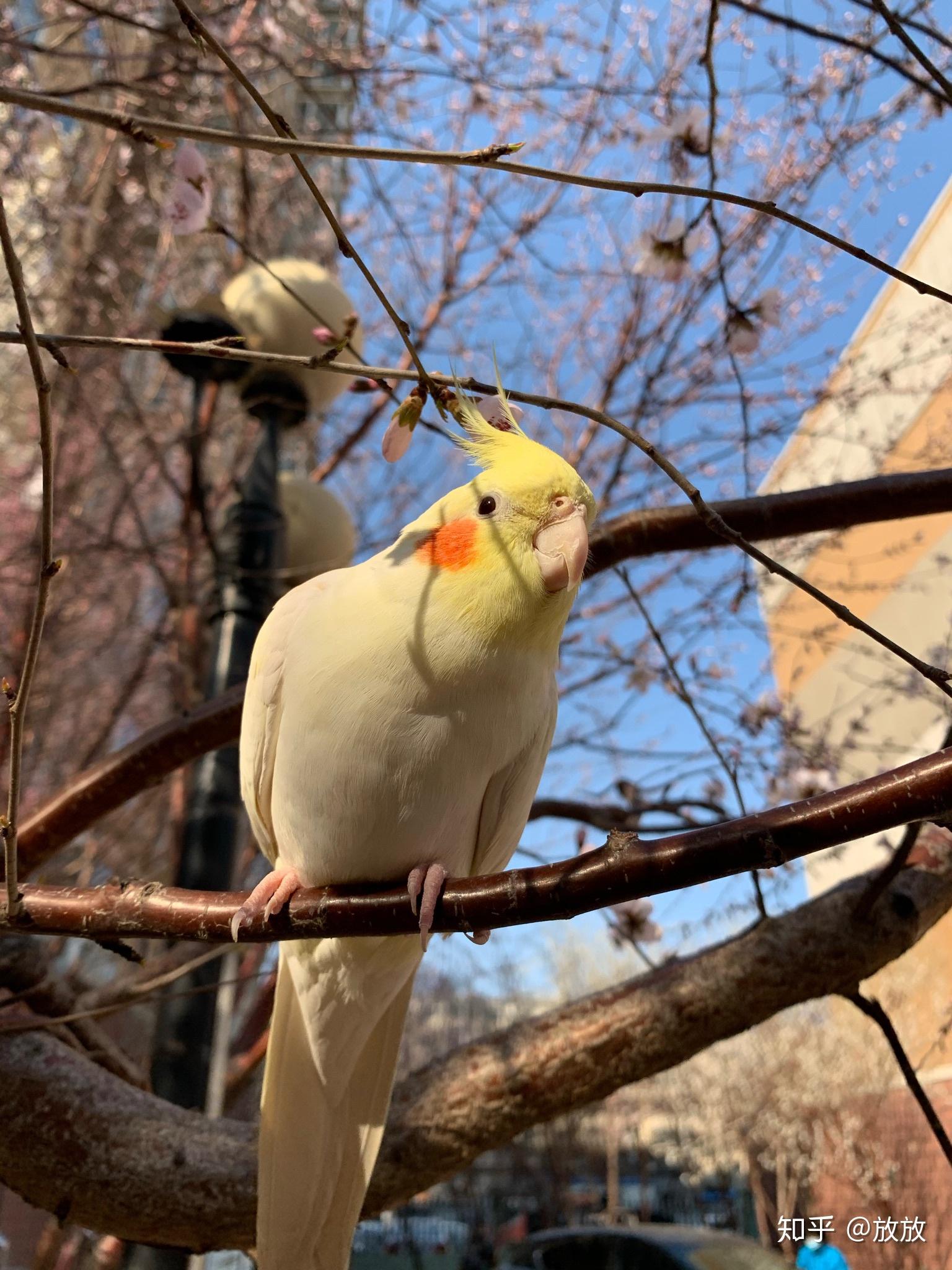能晒一晒你的宠物鹦鹉的照片吗? - 知乎