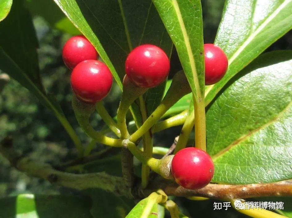 唐朝皇家梵香来自何方揭开詹糖香的神秘面纱