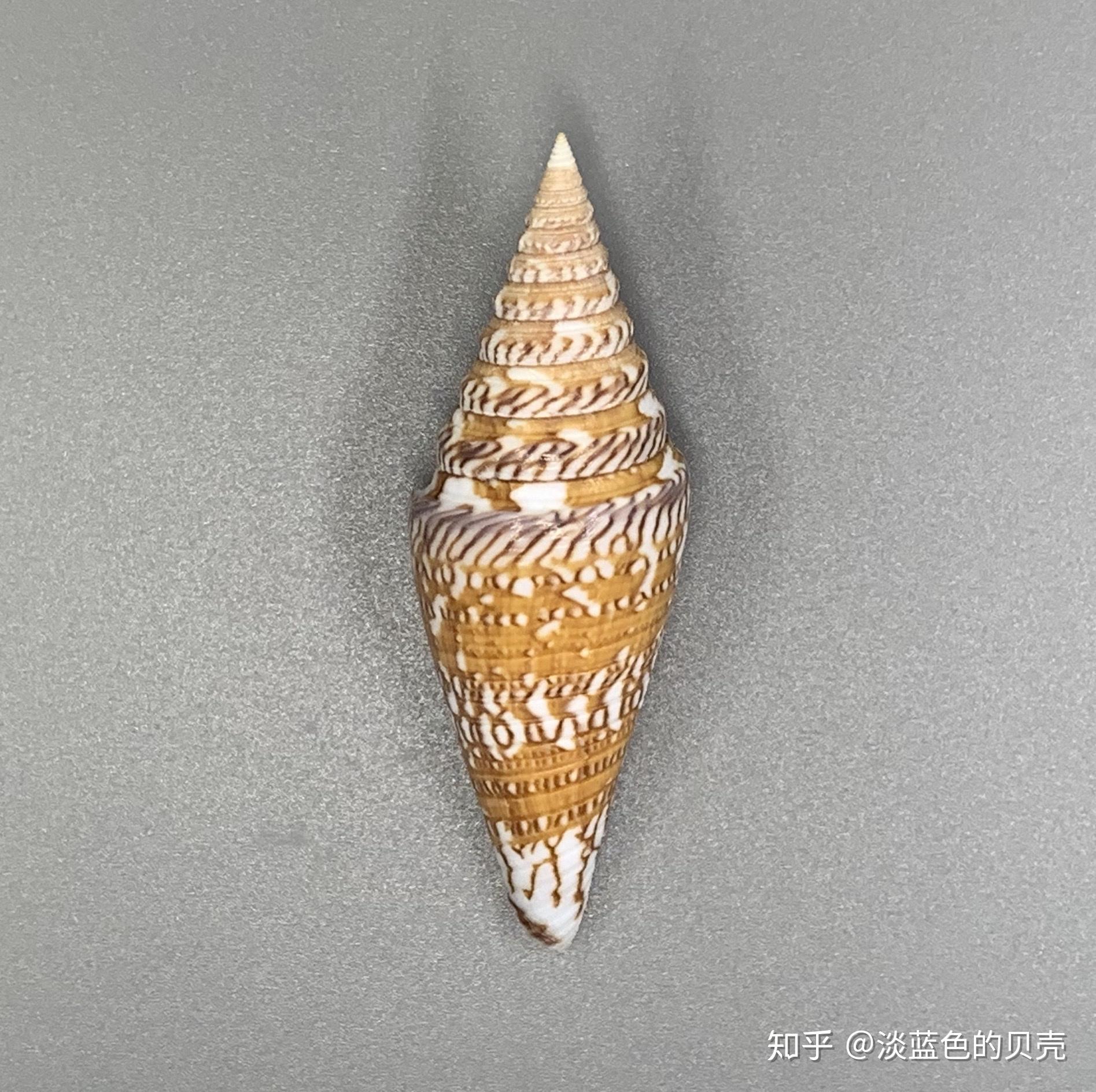 作为贝壳收藏爱好者是种怎样的体验? - 知乎