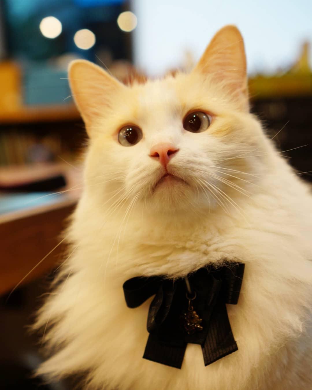 吸猫大会布偶猫mini