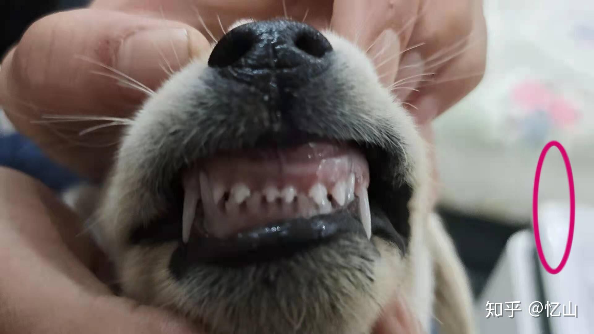 拉布拉多品相年龄鉴定