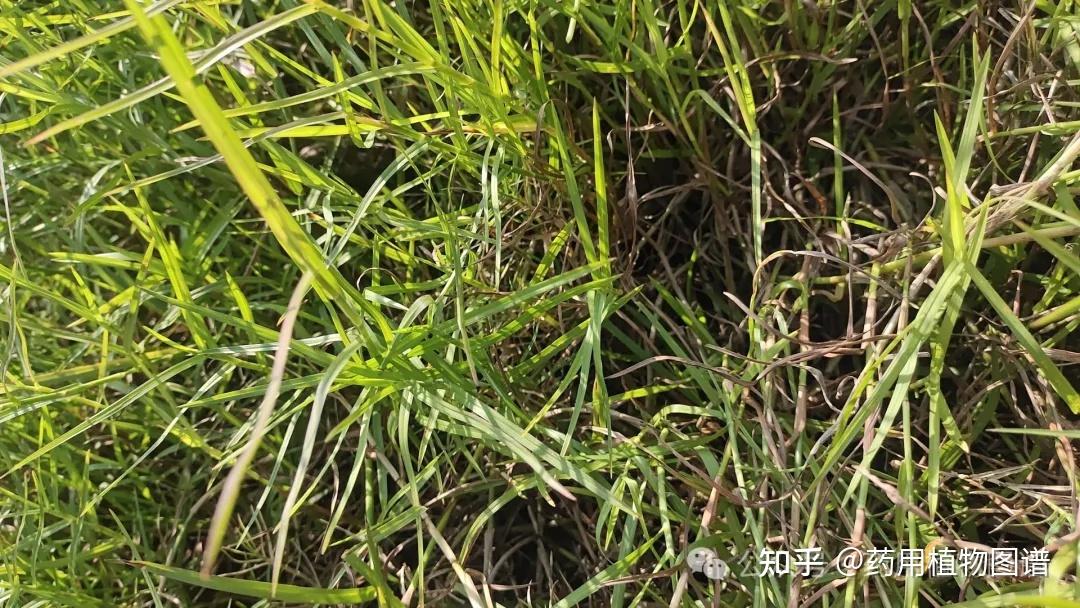 药用植物56(牛鞭草)