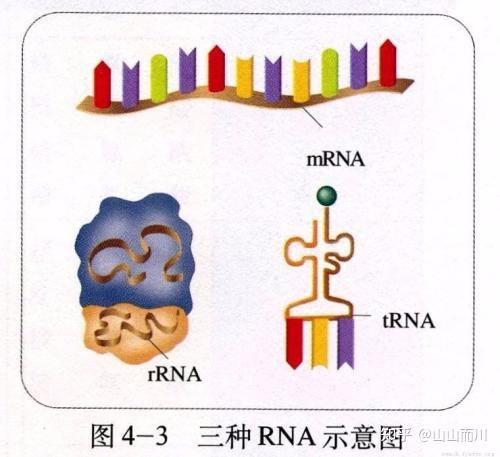 高中生物:rRNA,tRNA能不能进行逆转录?