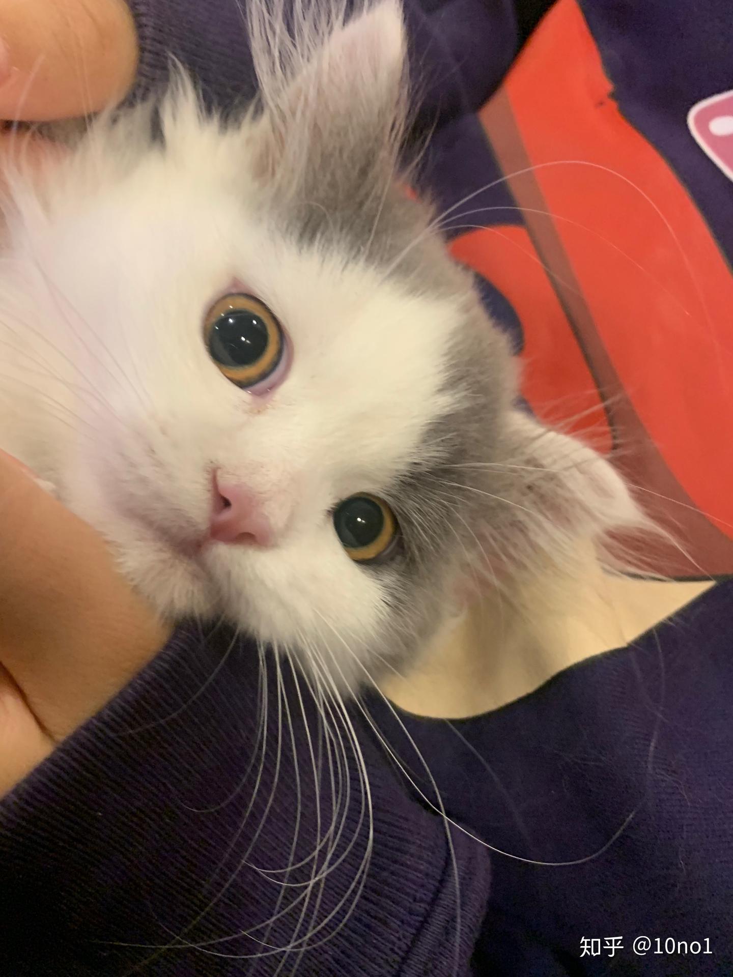 家里养第二只猫猫之前一定要看 - 知乎