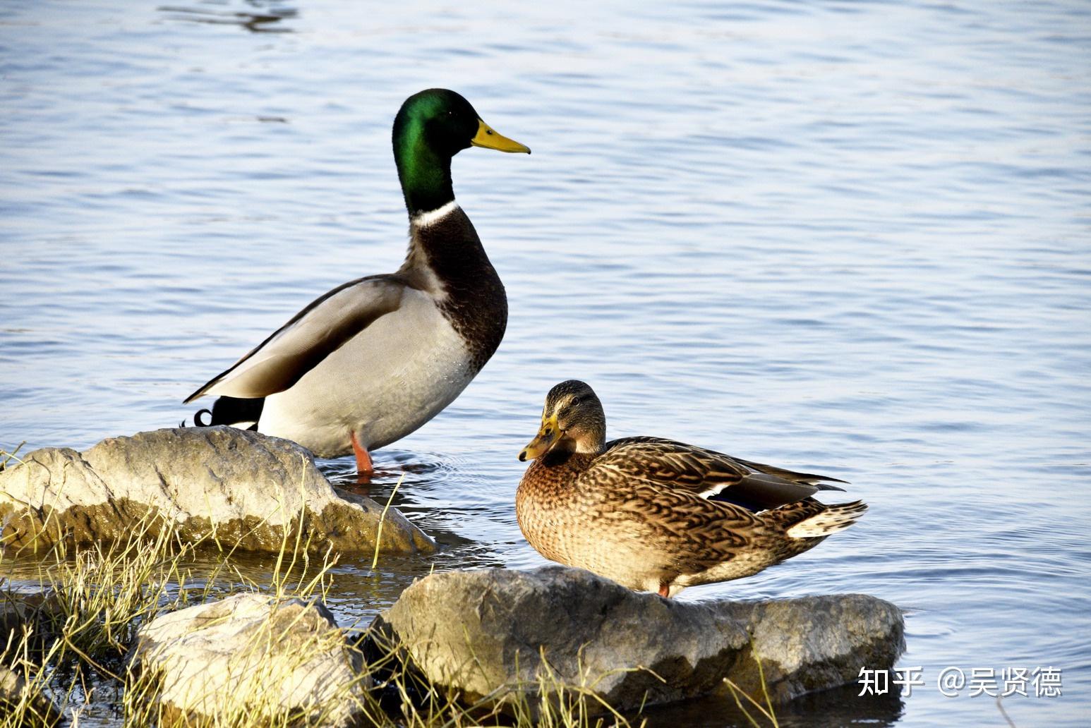 北龍湖溼地公園拍鴨記