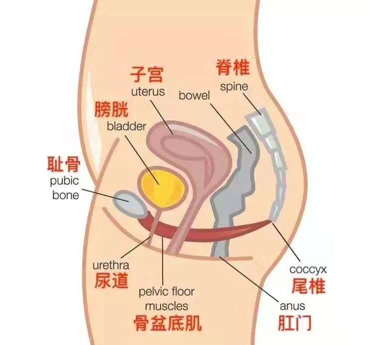 盆底肌是一个封闭在盆骨底的肌肉群,它能够承托着膀胱,尿道,子宫,直肠