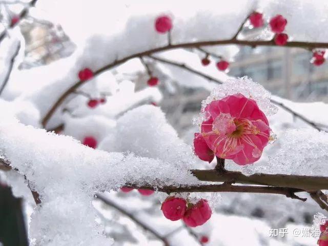 這麼美的雪真的引人無數遐想,朱元璋的《詠竹》