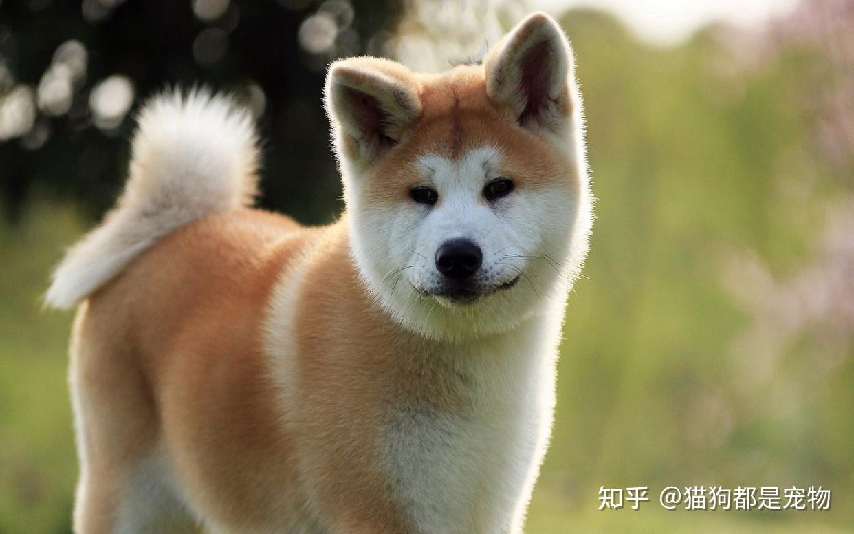 柴犬”和“秋田犬”有什么区别？两者差别很大，别买错了！ - 知乎