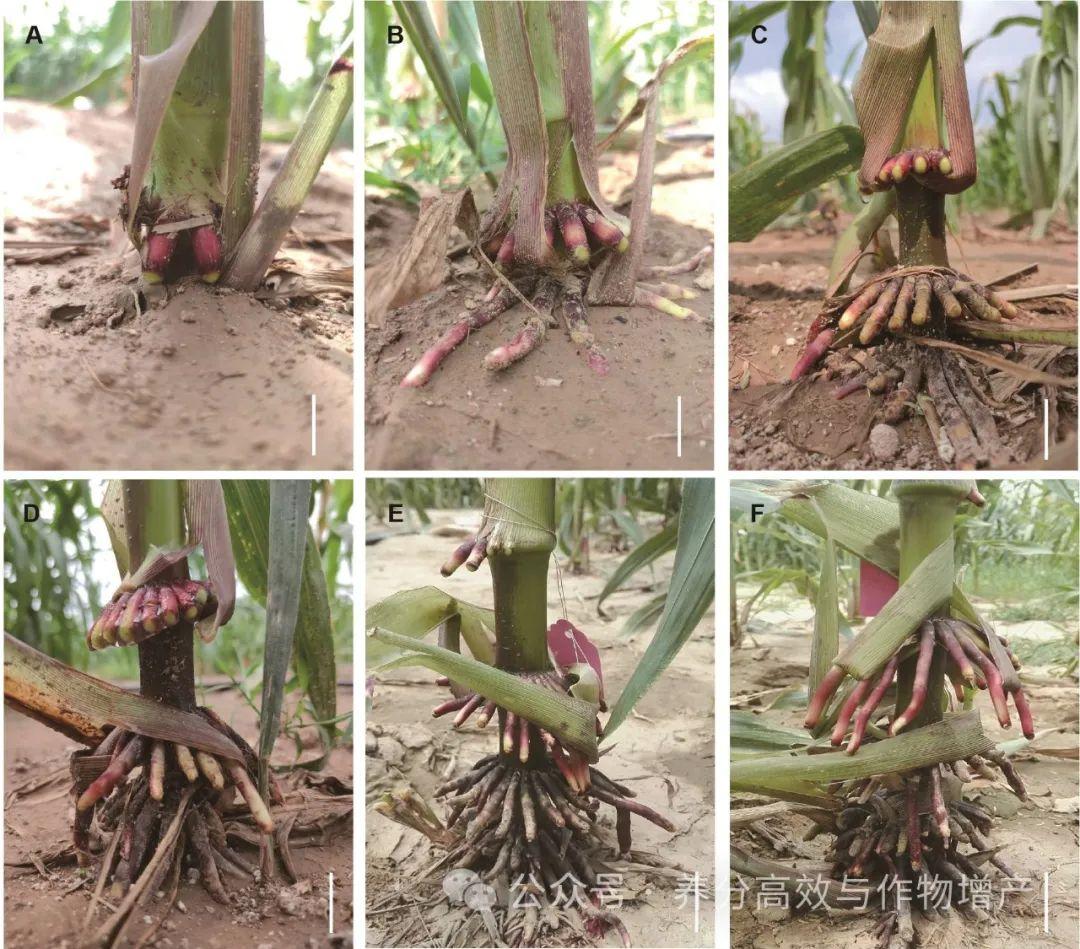 【J Integr Plant Biol.】解析玉米气生根粘液的固氮特性 - 知乎