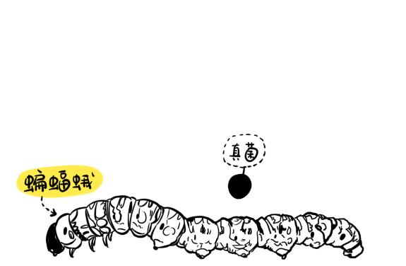 高原藏区的软黄金冬虫夏草要吃就鲜着吃