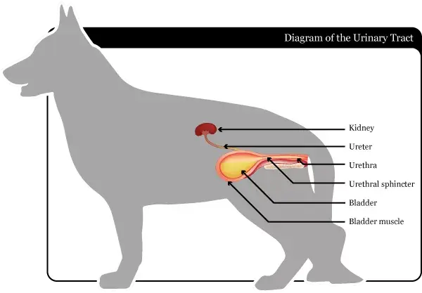 狗狗细菌性尿路感染 知乎