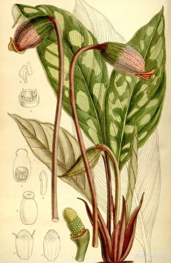 科学绘画||被子植物家族的天南星科成员(四)