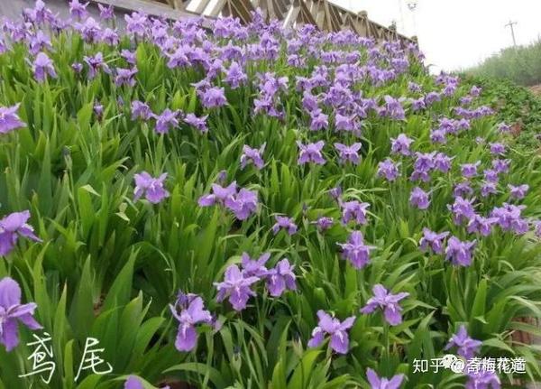 花艺培训 同名不同花 植物界的 撞名榜 强势来袭 知乎