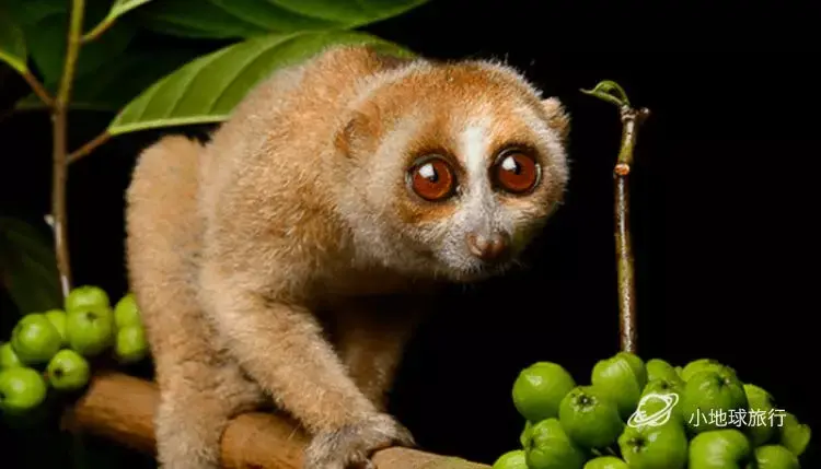 眼镜猴眼睛更大,体型更小,大概只有手掌那么大小.