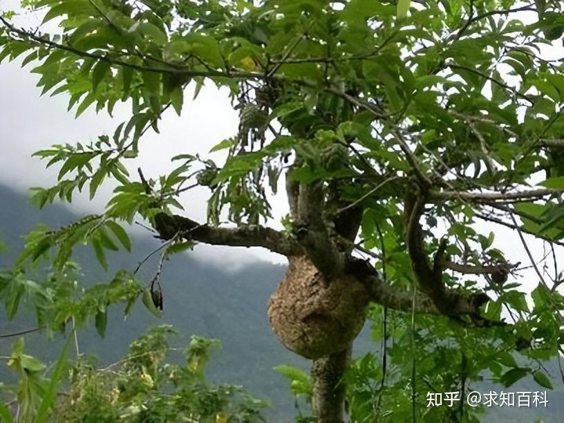 虎头蜂蜂群蛰死人的事例也并不少见