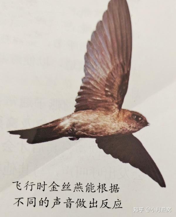 金丝燕的生态与习性 知乎