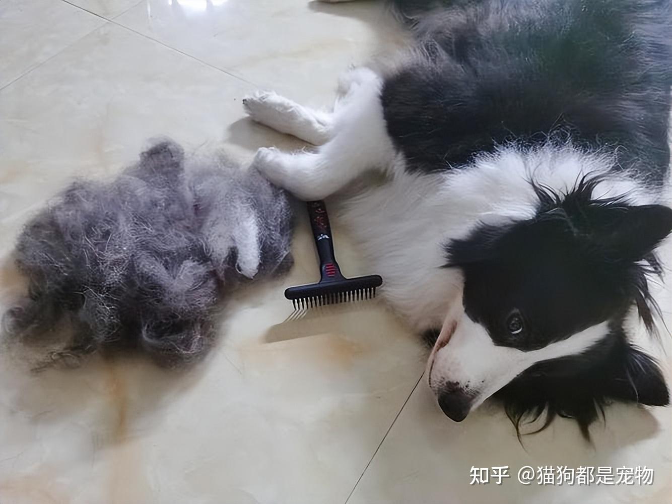 为什么不建议让狗上床睡?过来人表示:有5大弊端 - 知乎