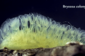 水里的神秘微生物:看一看那些浮游动物浮游植物(藻类)的真面目! - 知乎
