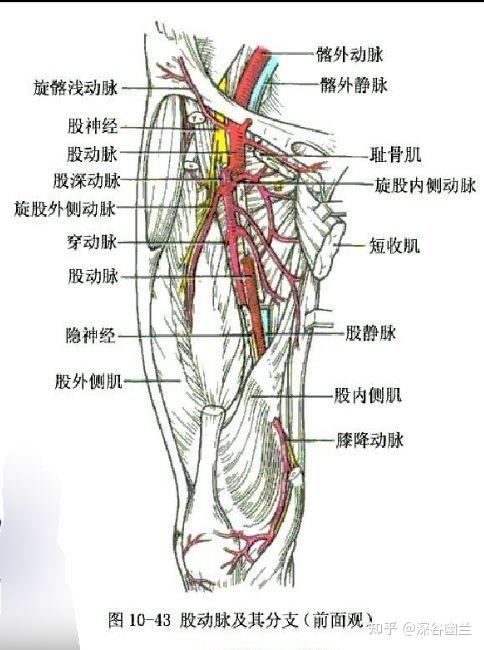 307,急脉(ji mai)耻骨结节的外侧,当气冲外下腹股沟股动脉搏动处,前正