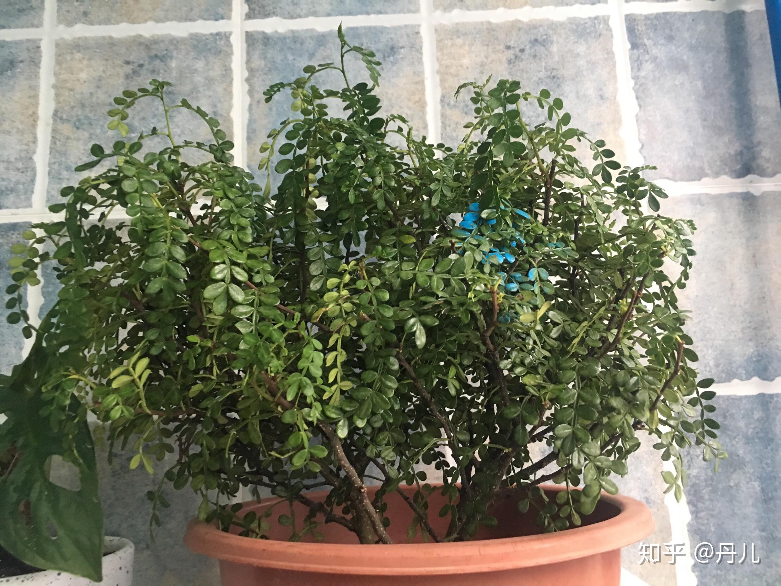 这个换盆的胡椒木还活得了不?缓盆好几天了,叶子一直低垂着!