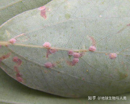 【动物界全系列】粉介壳虫科—粉蚧亚科(中):美粉蚧