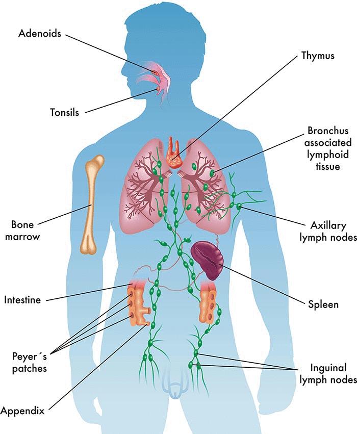 人体最大的免疫器官图片