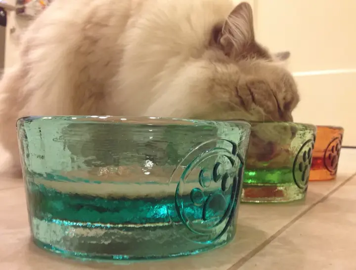 如何骗猫咪多喝水? 6 v2 4736d5df36fbb1a6165a5c67274ed4eb 720w