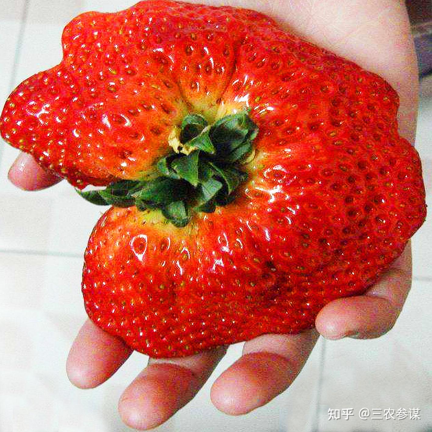 还有长这样的鸡冠状的奇形怪状,凹凸不平的可是在挑选和食用草莓的