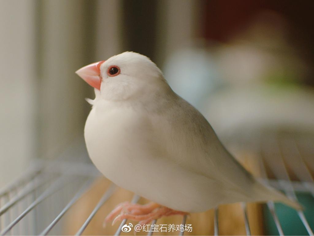 中国鸟类大全 - 随意云
