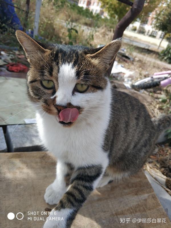 猫可以萌到什么程度?