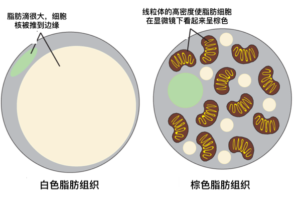 v2-4745056fd815cc66af4182581a1a92f4_1440w.jpg?source=172ae18b