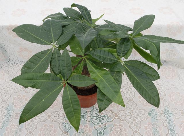 家里种一棵光瓜栗树财源滚滚来