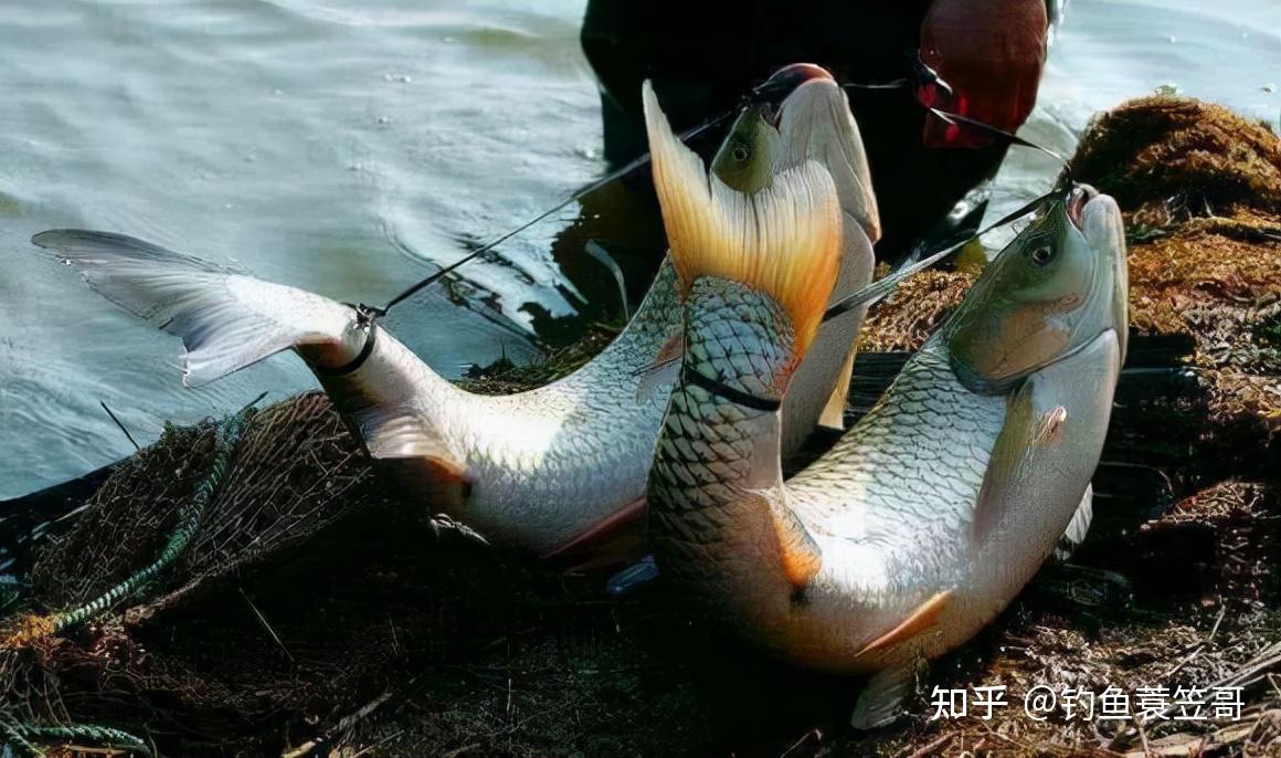 神奇的弓鱼术,野钓可不用鱼护?居然还隐藏着生命奥秘 - 知乎
