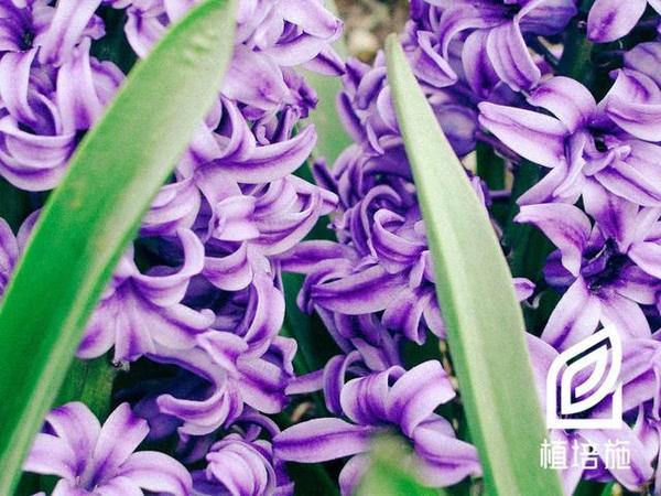 植培施 风信子hyacinthus Orientalis 球根 宿根花卉栽培手册 风信子是宿根花卉吗 苏瑞网